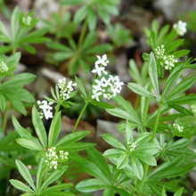 Deck Plants