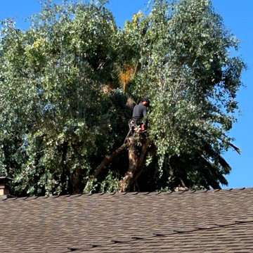 Tree Tech Services