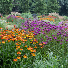 plants to divide