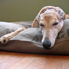 dog beds