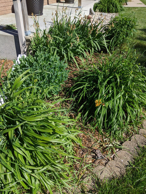 Weeds in garden bed