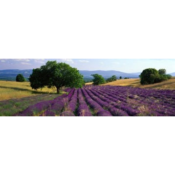 Flowers In Field Lavender Field La Drome Provence France Print