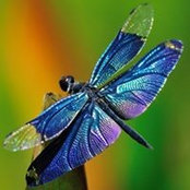 Betty Nelson Pollock's photo