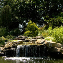 Koi Pond