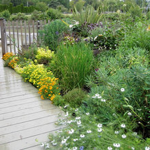 Cottage Perennial