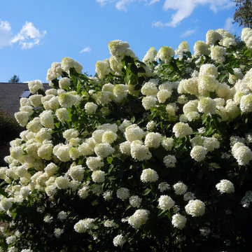 For the Love of Hydrangeas