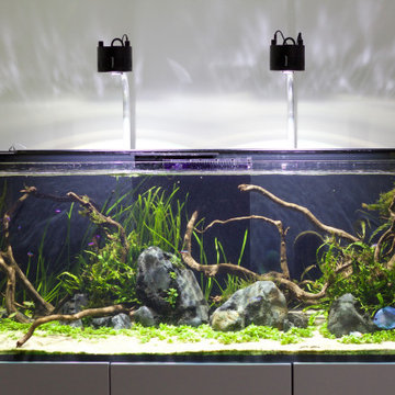 Aquascaped Freshwater Planted Aquarium