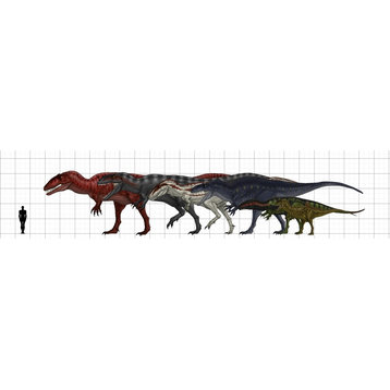 Carcharodontosauridae Size Chart, Print