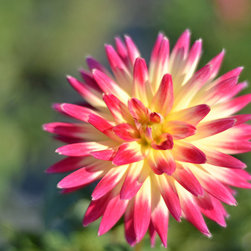 Current Featured Plants - Products