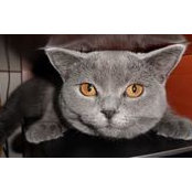 Natalie Shuster's photo