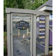 Chickens