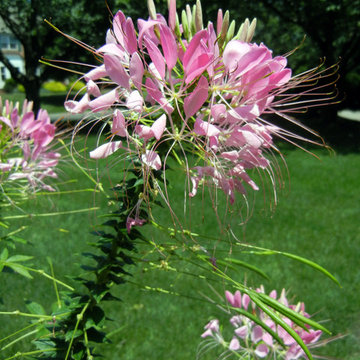 Plants that are Deer Proof: or are they?