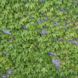 Ivy on Wall - Artwork