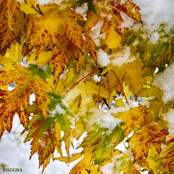 Maple Leaves In The Snow Colorado Fine Art - Prints And Posters