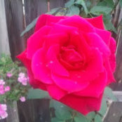 Colleen Lingle's photo