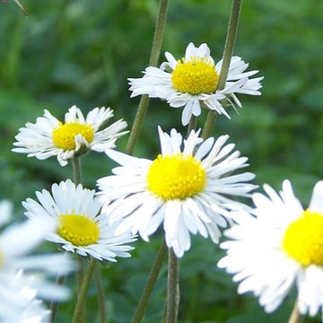 Bellis perennis (pratolina)