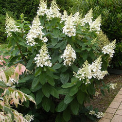 Stunning Plant Material - Products