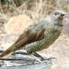 What bird is this?
