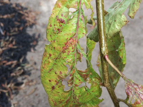 Pests Or Disease On Plum Tree
