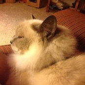 Susan Stokes's photo