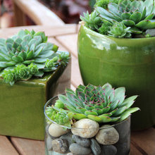 Plants in