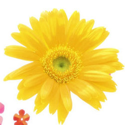 SunFlower Photos on Canvas - Products