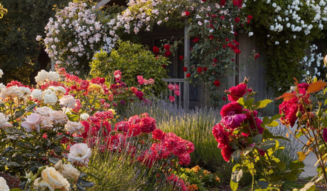 When Should You Prune Your Trees and Shrubs?