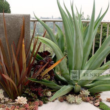 agaves