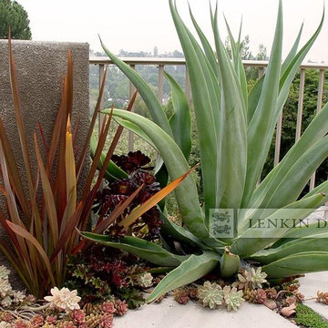 Agave and Succulent Garden