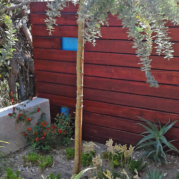 Low-Maintenance Landscape--Drought-tolerant plants & Tree