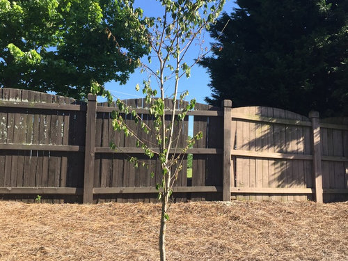 Yoshino Cherry Tree Dying Need Help