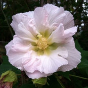 Jennifer Scurry's photo