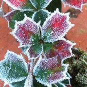 Dilys Geddes's photo