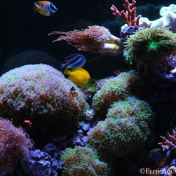 300 Gallon Reef Aquarium - Small Pet Supplies