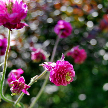 flowering vegetable garden