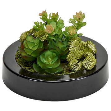 Mixed Succulents in 7" Round Black Plastic Container