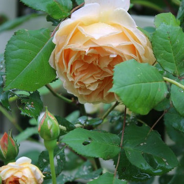 Rosebrook Garden 2017 Garden Tour