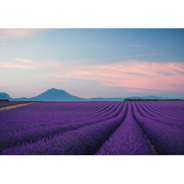 Provence France Wall Mural, Purple