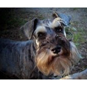 Sleepy Hollow Kennels's photo