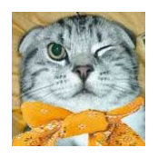 Foto von Harry Neko