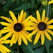 Sherry Collins's photo