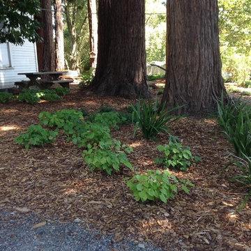 sebastopol redwoods