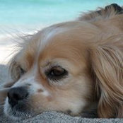 Ann O'Keefe Bave's photo