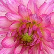 Susan Partovi's photo