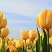 Sharon O'Neal's photo