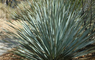 Great Design Plant: Dasylirion Wheeleri