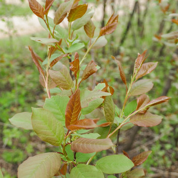Chokecherry