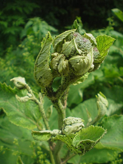 Природное земледелие: насекомые в саду