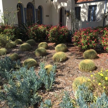 Succulent Excitement