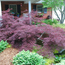 Japanese maple